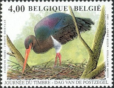 Black Stork (Ciconia nigra)