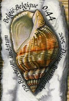 Common Whelk (Buccinum undatum)