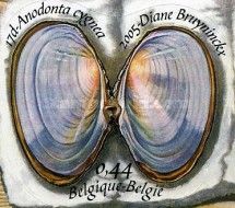 Open Swan Mussel (Anodonta cygnea)