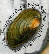 Closed Swan Mussel (Anodonta cygnea)