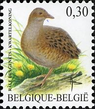 Corn Crake (Crex crex)