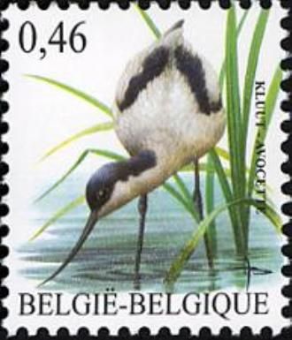 Pied Avocet (Recurvirostra avosetta)