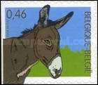 Donkey (Equus asinus asinus)