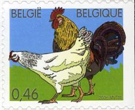 Chicken (Gallus gallus domesticus)
