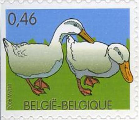 Domestic Duck (Anas platyrhynchos domestica)