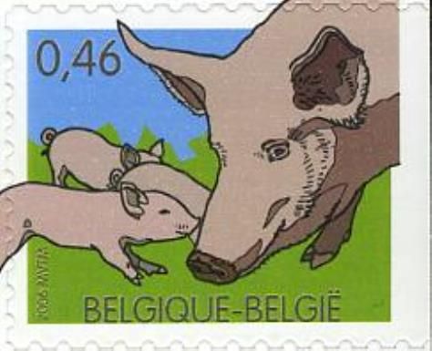Domestic Pig (Sus scrofa domestica)