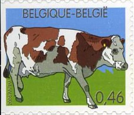 Domestic Cattle (Bos primigenius taurus)
