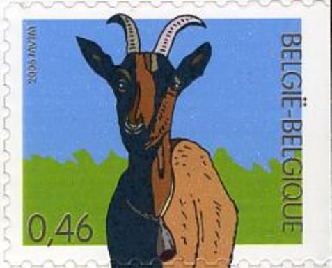 Domestic Goat (Capra aegagrus hircus)