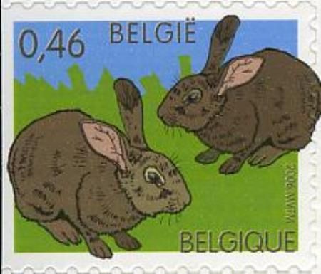 Domestic Rabbit (Oryctolagus cuniculus domesticus)