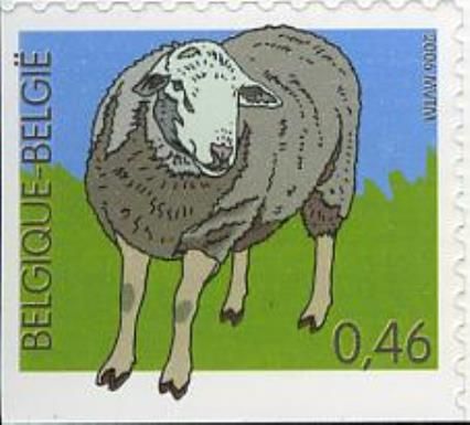 Domestic Sheep (Ovis ammon aries)