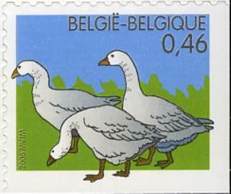 Domestic Goose (Anser anser domestica)