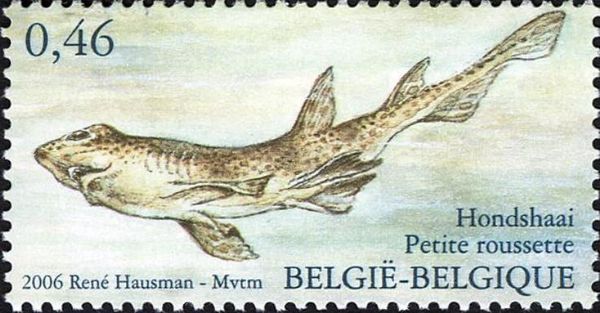 Small-spotted Catshark (Scyliorhinus caniculus)