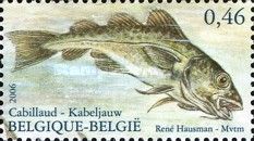 Atlantic Cod (Gadus morrhua)