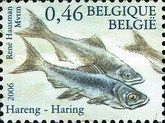 Atlantic Herring (Clupea harengus)