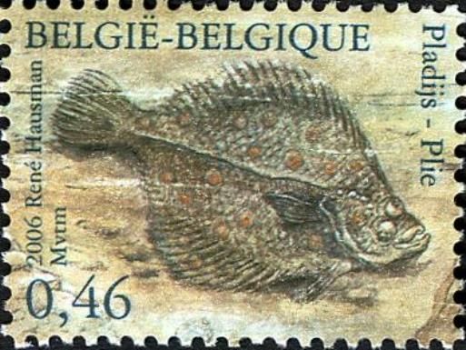 European Plaice (Pleuronectes platessa)