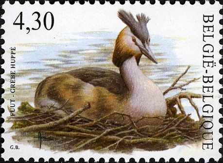 Great Crested Grebe (Podiceps cristatus)