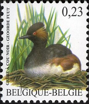 Black-necked Grebe (Podiceps nigricollis)