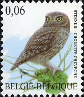 Little Owl (Athene noctua) 