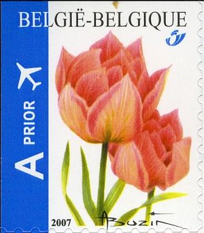 Tulip Peach Blossom Self-adhesive Top Imperforate
