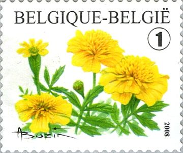 French Marigold (Tagetes patula)