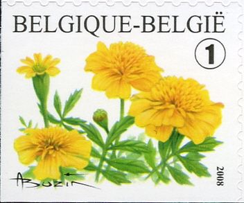 French Marigold (Tagetes patula) Left + Bottom Imperforate