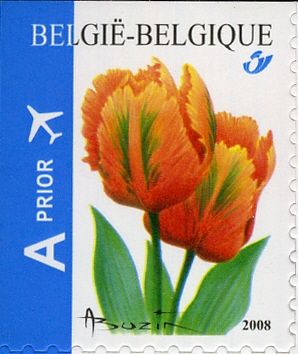 Tulip "Orange Favourite" Bottom Imperforate