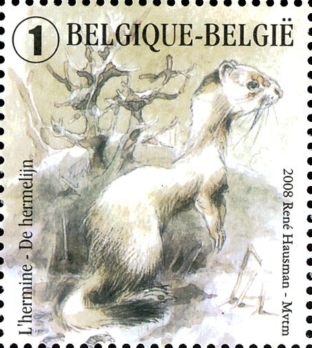 Stoat (Mustela erminea)