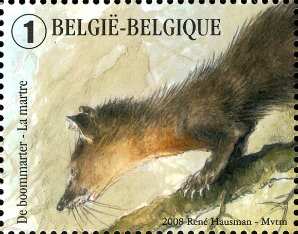 Pine Marten (Martes martes)
