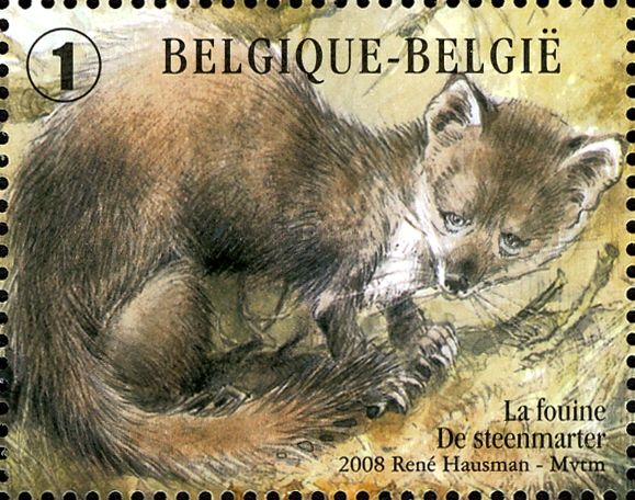 Stone Marten (Martes foina)