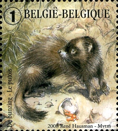 European Polecat (Mustela putorius)