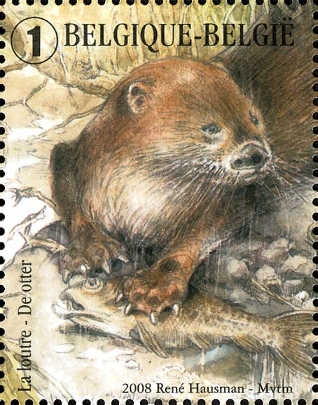 Eurasian Otter (Lutra lutra)