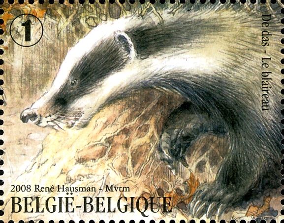 European Badger (Meles meles)