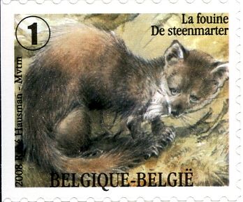 Stone Marten (Martes foina) - Left Imperforate