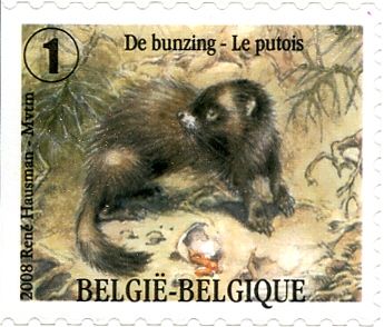 European Polecat (Mustela putorius) - Right Imperforate