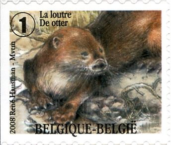Eurasian Otter (Lutra lutra) - Left Imperforate