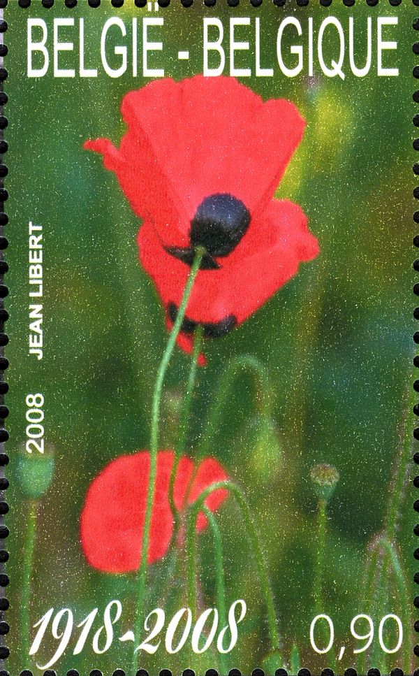 Poppies