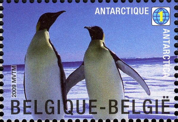 Emperor Penguin (Aptenodytes forsteri)