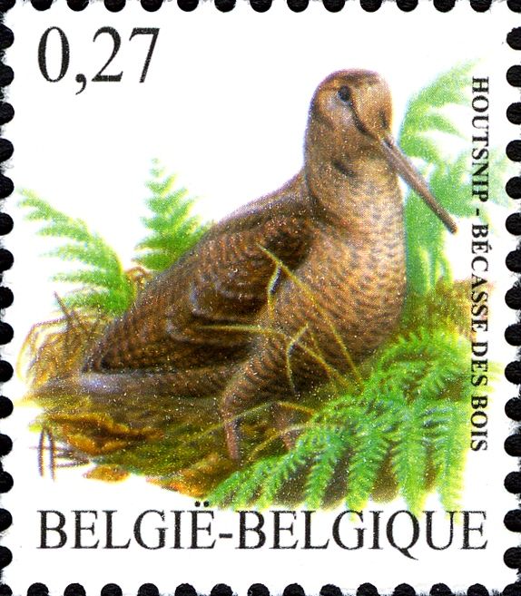 Eurasian Woodcock (Scolopax rusticola)