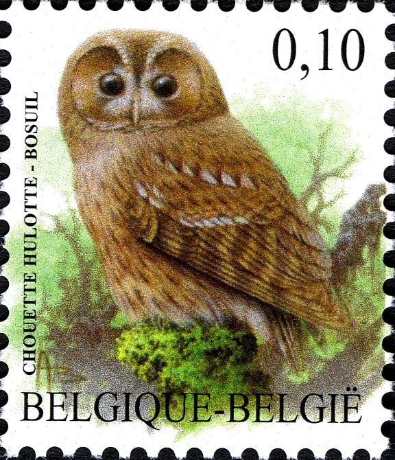 Tawny Owl (Strix aluco)