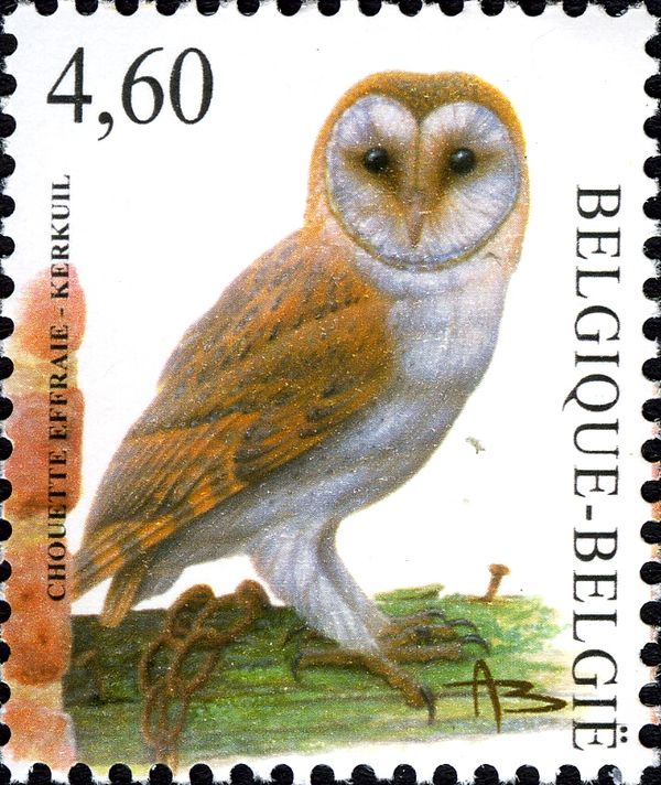 Common Barn Owl (Tyto alba)