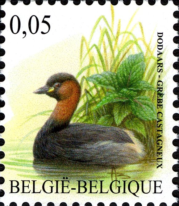 Little Grebe (Tachybaptus ruficollis)