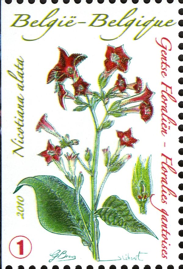 Nicotiniana alata