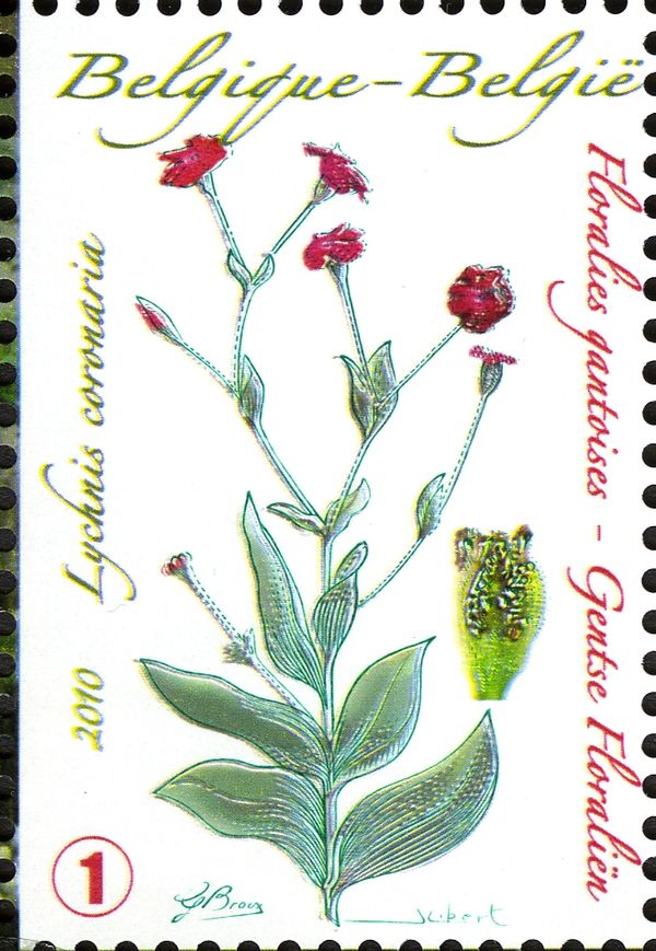 Lychnis coronaria