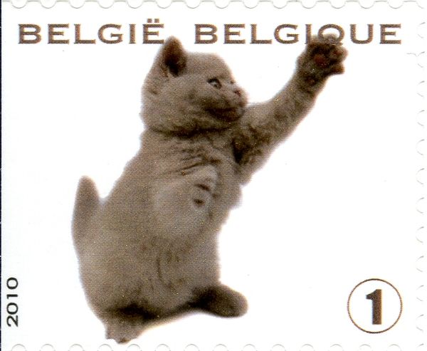 Kitten (Felis silvestris catus)