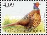 Common Pheasant (Phasianus colchicus)