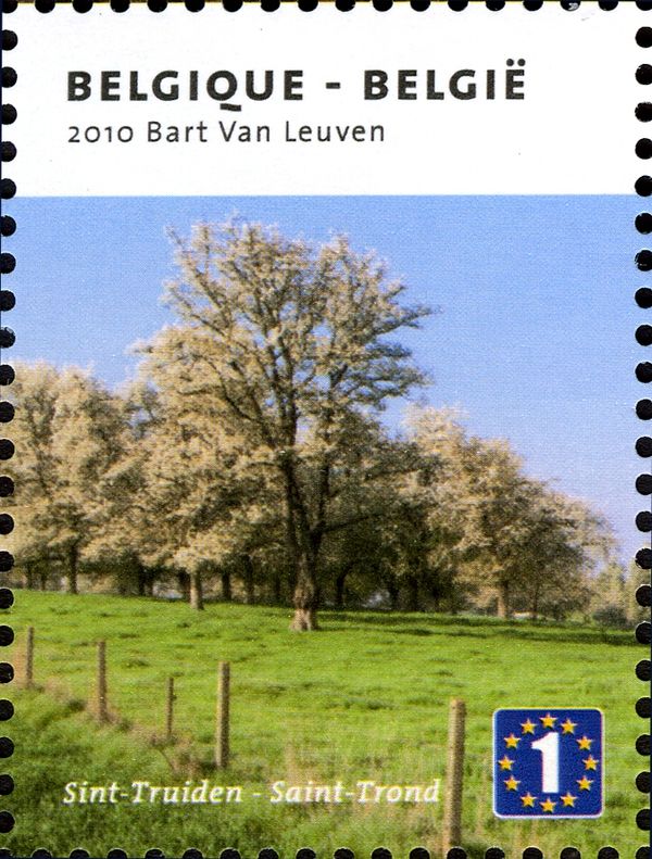 Haspengouw: Trees at Sint-Truiden