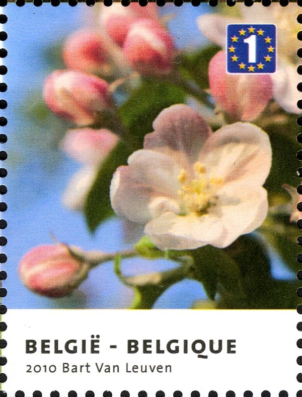 Haspengouw: Apple Blossom