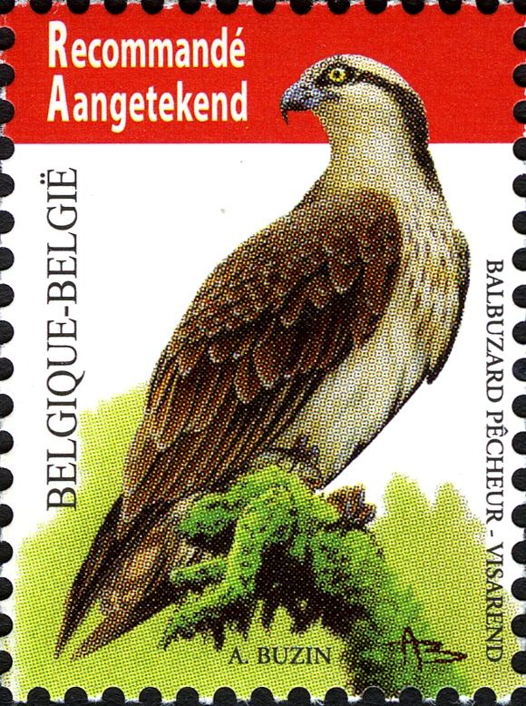 Osprey (Pandion haliaetus)