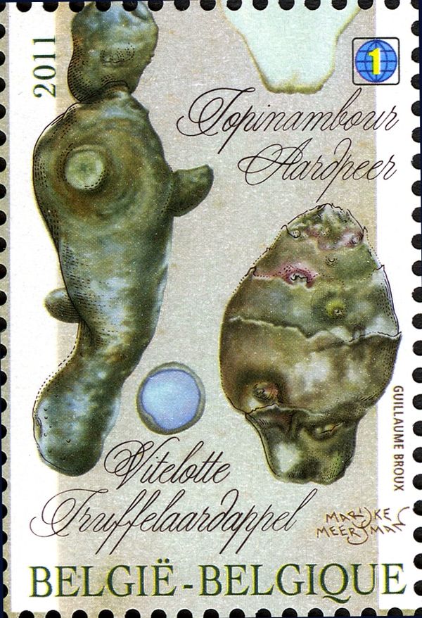 Vitelotte and Jerusalem Artichoke