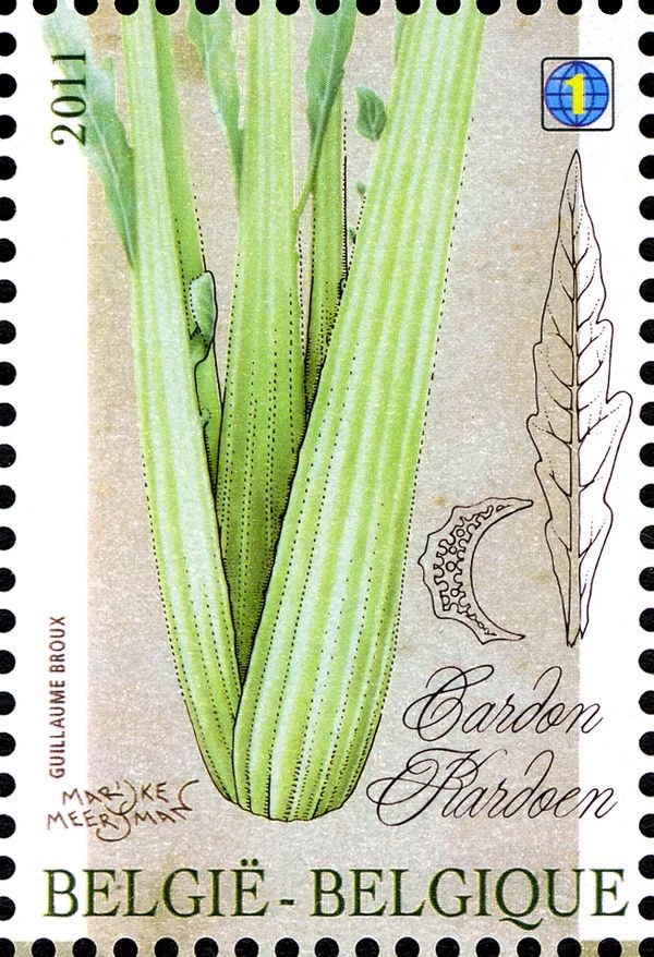 Cardoon